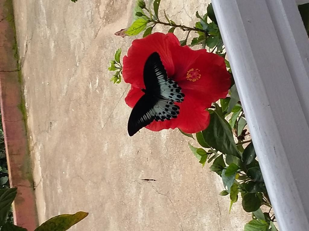 The Blue Mountains Estate Stay Madikeri Exteriör bild