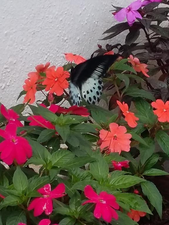 The Blue Mountains Estate Stay Madikeri Exteriör bild